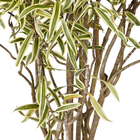 Dracena Pleomele Variegata Pote  31