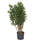 Dracena Pleomele Verde Pote  25