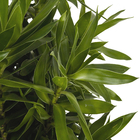 Dracena Pleomele Verde Pote  25