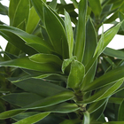Dracena Pleomele Verde Pote  25