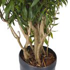 Dracena Pleomele Verde Pote  25