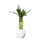 Dracena Pote 10 Planta Natural