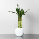 Dracena Pote 10 Planta Natural