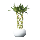 Dracena Pote 10 Planta Natural