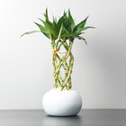Dracena Pote 10 Planta Natural