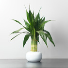 Dracena Pote 10 Planta Natural