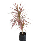 Dracena Tricolor Marginata Tricolor Planta Natural