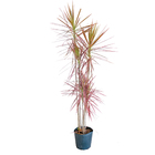 Dracena Tricolor Marginata Tricolor Planta Natural