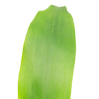 DRACENA VARIADO CUIA CERÂMICA OVAL 22 CM DECORADO