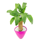 DRACENA VARIADO CUIA CERÂMICA OVAL 22 CM DECORADO