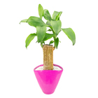 DRACENA VARIADO CUIA CERÂMICA OVAL 22 CM DECORADO