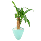 DRACENA VARIADO CUIA CERÂMICA OVAL 19 CM DECORADO