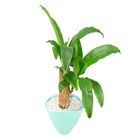 DRACENA VARIADO CUIA CERÂMICA OVAL 19 CM DECORADO