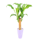DRACENA VARIADO DECORADO VASO CERÂMICA P09