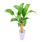 DRACENA VARIADO DECORADO VASO CERÂMICA P09