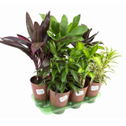 Dracena Variado Pote 17