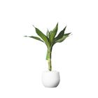 Dracnea Pote 10 Planta Natural