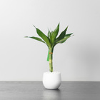 Dracnea Pote 10 Planta Natural