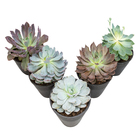 Echeveria C18