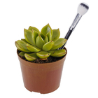 Echeveria Colourz Pote 09