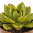 Echeveria Colourz Pote 09