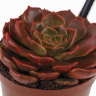 Echeveria Colourz Pote 09
