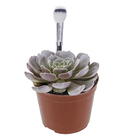 Echeveria Colourz Pote 09