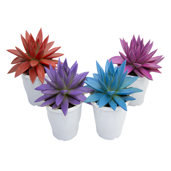 Echeveria Colourz Pote 09