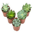 Echeveria Pote 11