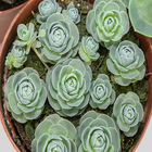Echeveria Pote 11