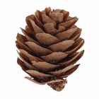 Enfeite de Natal Nozes e Pinhas Marrom 4x2cm Cromus