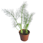 Erva Doce PT14 Afonso