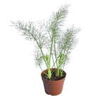 Erva Doce PT14 Afonso