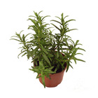 Ervas Alecrim P15 Holambelo