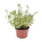 Ervas Aromáticas Pote 11