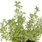 Ervas Aromáticas Pote 11