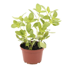 Ervas Aromáticas Pote 11