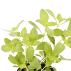 Ervas Aromáticas Pote 11