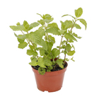 Ervas Aromáticas Pote 11