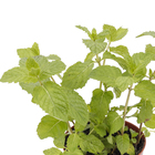 Ervas Aromáticas Pote 11