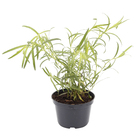 Ervas Aromáticas Pote 11