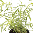 Ervas Aromáticas Pote 11