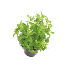 Ervas Aromáticas Pote 15