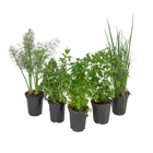 Ervas Aromáticas Pote 15