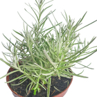Ervas Aromaticas PT11 Afonso