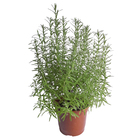 Ervas Premium PT20 Afonso