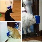 Escova Massageadora Cocadeira Tira Pelo Catnip Gato El-p257 A