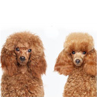 Escova Rasqueadeira Tira Pelo Pet Gato Cachorro Cao Animal De