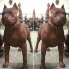 Escultura Cachorro Pit Bull  - Pronto Artes