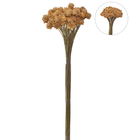 Haste natural Espeta Nariz, vendido  x10.